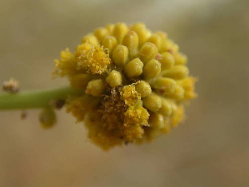 Thirsty Thorn