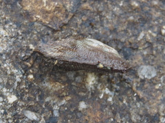 Barbatia virescens