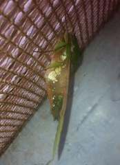 Euchloron megaera