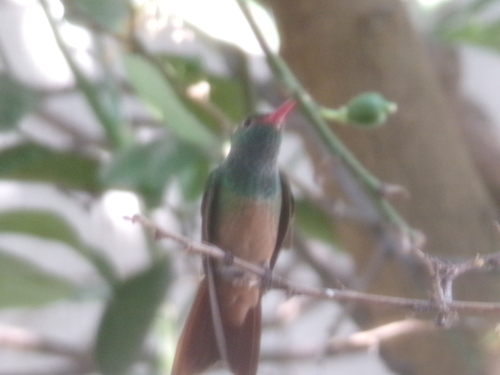 Buff-bellied Hummingbird (Amazilia yucatanensis), photo 9
