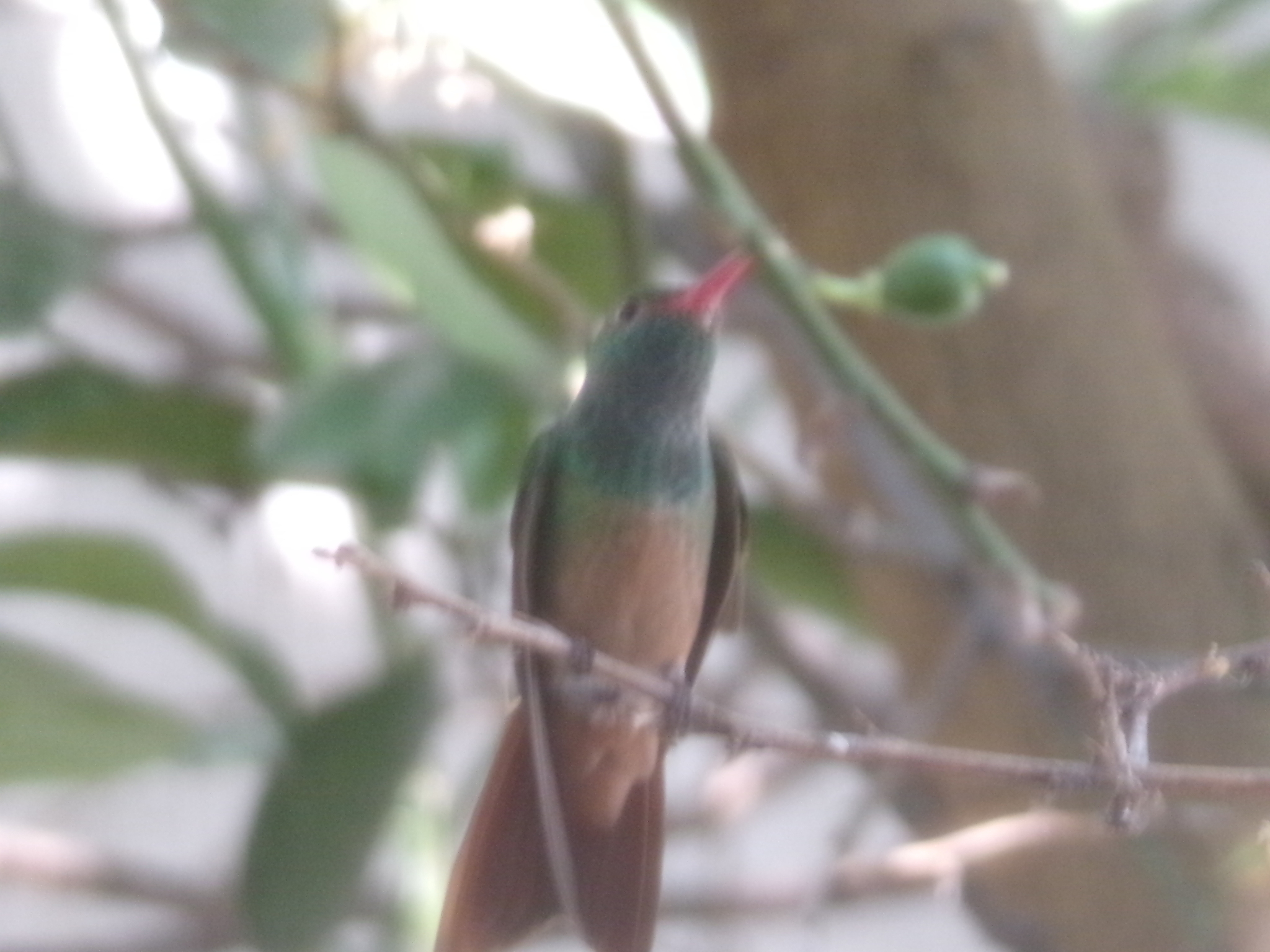 Buff-bellied Hummingbird (Amazilia yucatanensis), photo 9