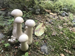 Macrocybe gigantea