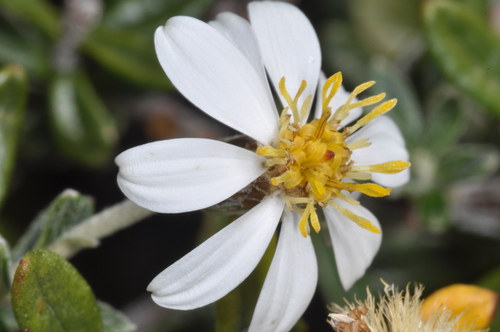 Fachine (Chiliotrichum diffusum)