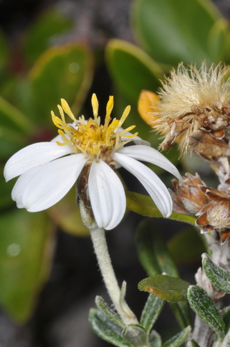 Chiliotrichum diffusum, photograph 6