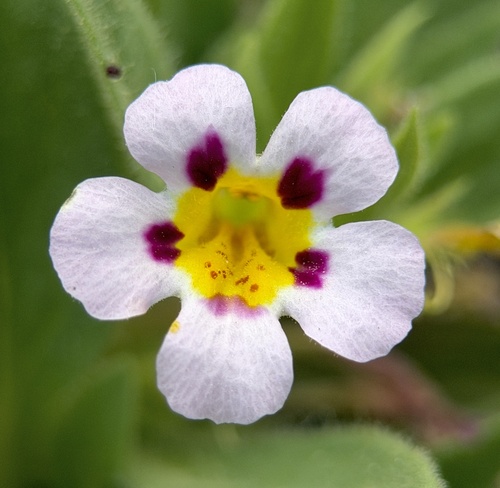 Death Valley monkeyflower (Diplacus rupicola)