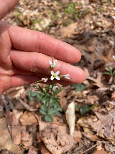 Cardamine angustata, photograph 6