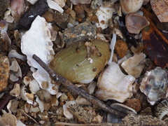 Coecella chinensis