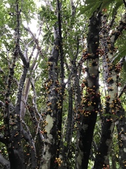 Ficus leptoclada