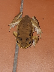 Duttaphrynus melanostictus