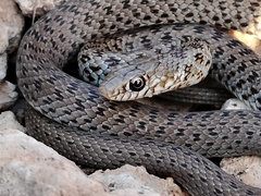Dolichophis jugularis