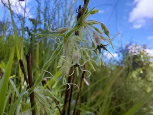 Ceropegia ringoetii