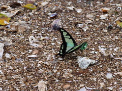 Graphium cloanthus