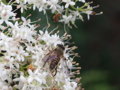 Mallota curvigaster