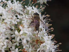 Mallota curvigaster