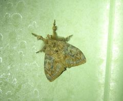 Orgyia papuana