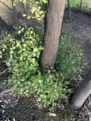 Eucalyptus baueriana