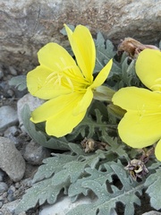 author not stated, no rights reserved Oenothera primiveris, photograph author not stated, no rights reserved