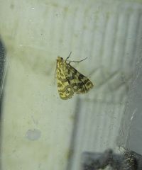 Aporocosmus lamprodeta