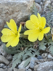 author not stated, no rights reserved Oenothera primiveris, photograph author not stated, no rights reserved