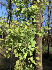 Eucalyptus baueriana