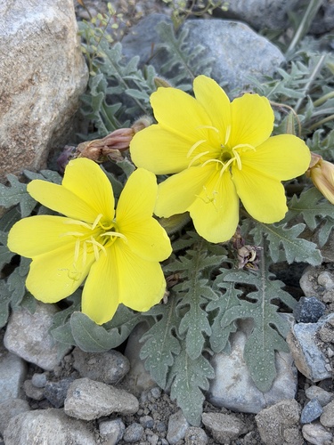 desert evening-primrose (Oenothera primiveris)
