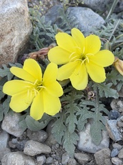 author not stated, no rights reserved Oenothera primiveris, photograph author not stated, no rights reserved