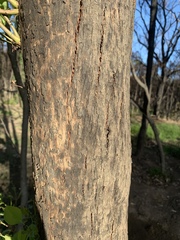 Eucalyptus baueriana