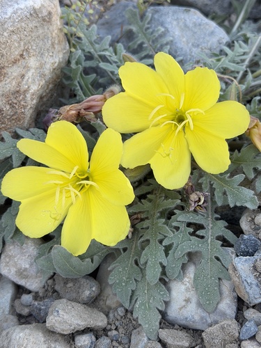 Oenothera primiveris, photograph 6