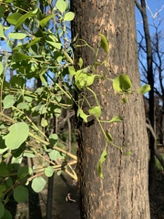 Eucalyptus baueriana
