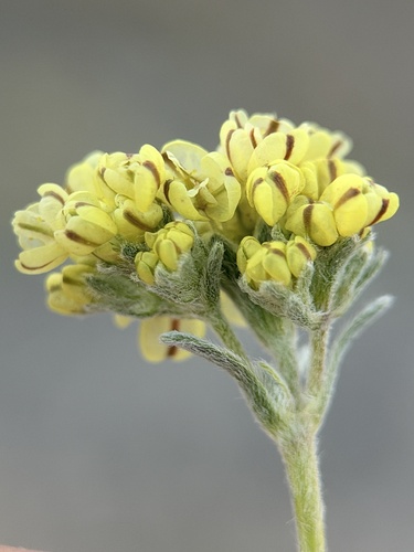gilman's buckwheat (Eriogonum gilmanii)