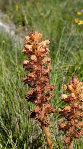 Slender Broomrape (Orobanche gracilis)