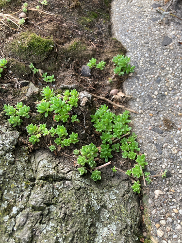 Stringy Stonecrop (Sedum sarmentosum)