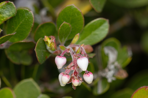 Arctostaphylos edmundsii, photograph 2