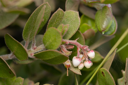 Arctostaphylos edmundsii, photograph 3