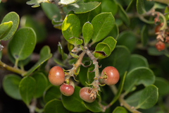 Arctostaphylos edmundsii, photograph (c) Nicholas Wei, some rights reserved (CC BY-SA)