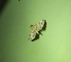 Sufetula sunidesalis