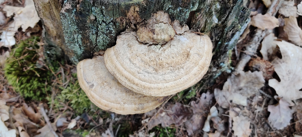Fomitopsis quercina · April 2026 · photo: © jokerrr83 (iNaturalist, cc-by)