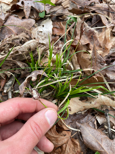 Painted Sedge (Carex picta)