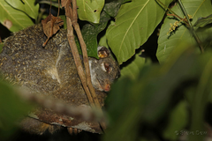 Pseudochirops archeri