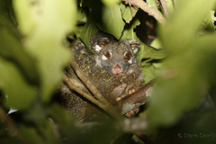 Pseudochirops archeri