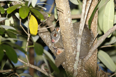 Pseudochirops archeri