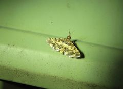 Nacoleia amphicedalis