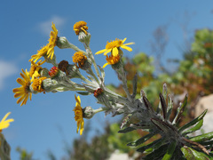Senecio arniciflorus