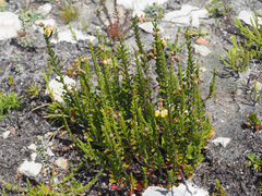 Hermannia concinnifolia