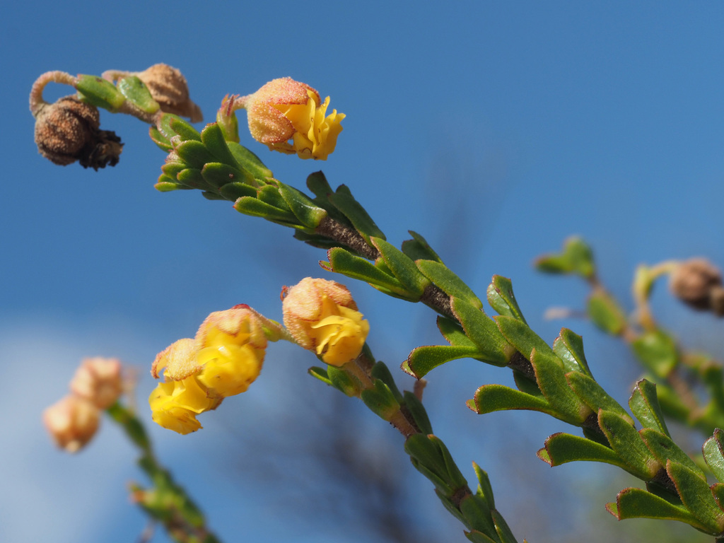 Hermannia concinnifolia
