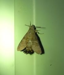 Macroglossum vacillans