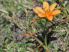 Tritonia deusta miniata