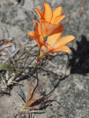 Tritonia deusta miniata