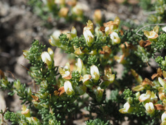 Aspalathus hispida albiflora