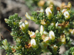 Aspalathus hispida albiflora